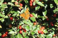 Polygonia c-album