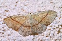 Cyclophora quercimontaria