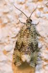 Celypha lacunana