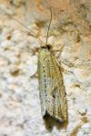 Bactra lancealana
