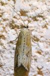 Bactra lancealana