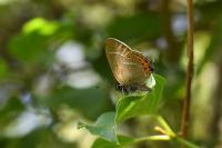 Satyrium pruni