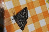 Euclidia mi