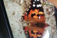 Vanessa cardui