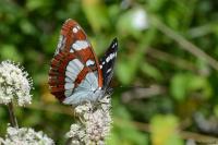Limenitis reducta