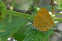 Thecla betulae