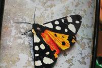 Arctia villica