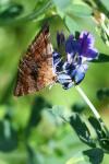 Euclidia glyphica