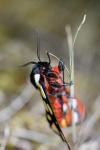 Arctia villica