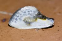 Cilix glaucata