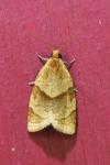 Clepsis rurinana