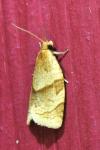 Clepsis rurinana