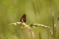Melitaea athalia