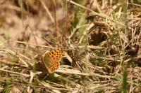 Issoria lathonia