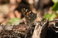 Vanessa cardui