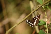 Limenitis camilla