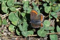 Aricia agestis