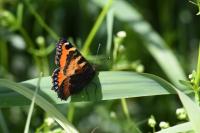 Aglais urticae