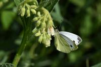 Pieris napi