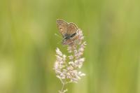 Lycaena tityrus