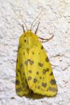 Diacrisia purpurata