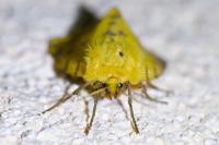 Diacrisia purpurata
