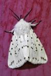 Spilosoma lubricipeda