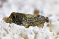 Ditula angustiorana