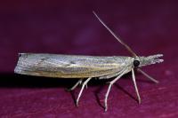 Pediasia contaminella
