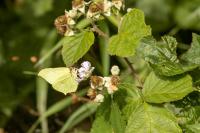 Gonepteryx rhamni