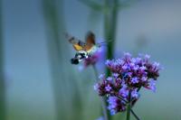 Macroglossum stellatarum