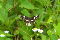 Araschnia levana