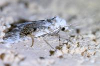 Meganola albula