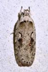 Agonopterix ocellana