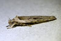 Agonopterix ocellana