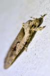 Agonopterix ocellana