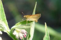 Thymelicus sylvestris