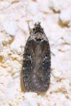 Agonopterix purpurea