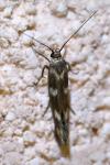 Scythris scopolella