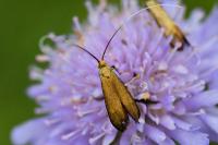 Nemophora metallica