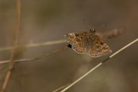 Erynnis tages