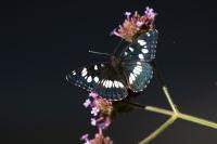 Limenitis reducta