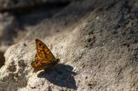 Lasiommata megera