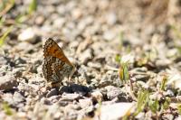 Melitaea cinxia