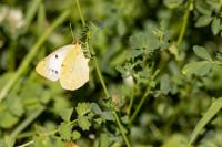 Colias crocea