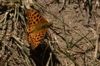 Issoria lathonia