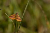 Lythria cruentaria
