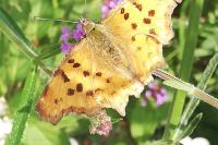 Polygonia c-album