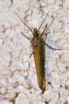 Ypsolopha ustella