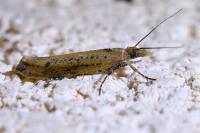 Ypsolopha ustella